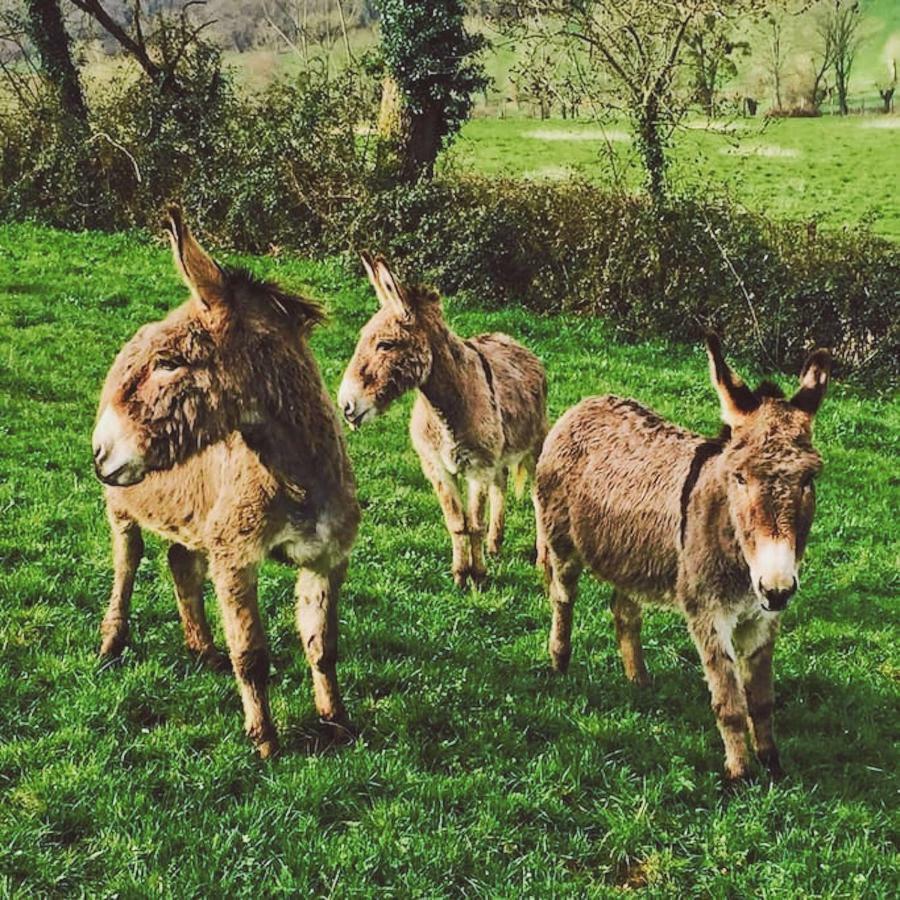 Gites Les Demeures De Valette Azay-le-Brule Dış mekan fotoğraf